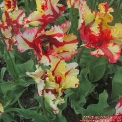 tulipany (14)